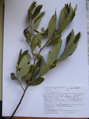 Salix cinerea