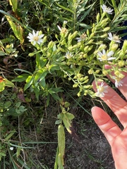 Symphyotrichum urophyllum