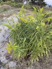 Solidago sempervirens