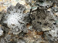 Lasallia pustulata
