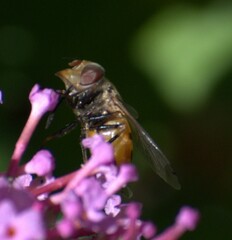 Copestylum haagii