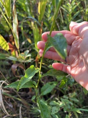 Symphyotrichum urophyllum