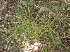 Cyperus alternifolius