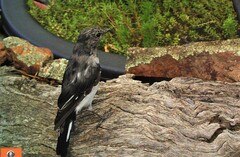 Melanodryas cucullata