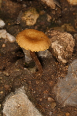 Crepidotus subfulviceps