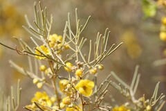 Senna artemisioides artemisioides