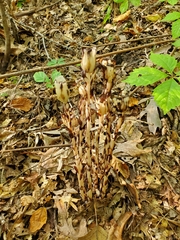 Monotropa uniflora