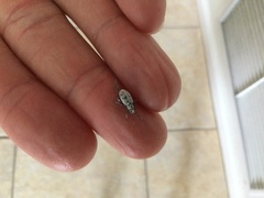 Myllocerus undecimpustulatus