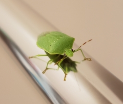 Nezara viridula