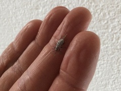 Myllocerus undecimpustulatus