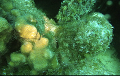 Malacoctenus triangulatus