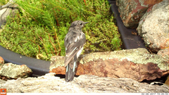 Melanodryas cucullata