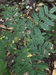 Sorbus decora