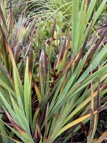 Machaerina glomerata iNat (2)