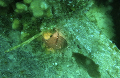 Malacoctenus triangulatus