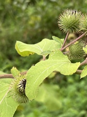 Arctium lappa