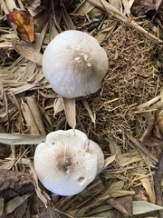 Agaricus augustus augustus