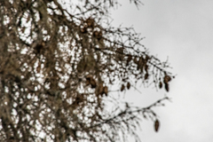 Nucifraga caryocatactes