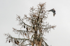 Nucifraga caryocatactes