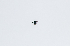 Nucifraga caryocatactes