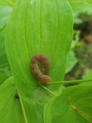 Noctuinae