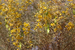 Senna artemisioides artemisioides