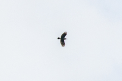 Nucifraga caryocatactes