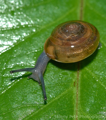 Ventridens ligera