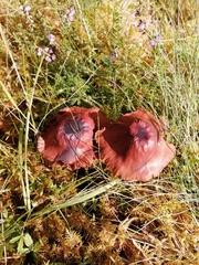 Cortinarius cinnamomeus