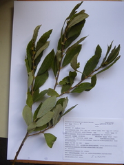 Salix cinerea