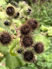 Arctium lappa