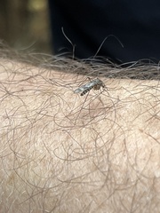 Culiseta incidens