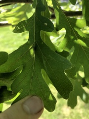 Acraspis pezomachoides