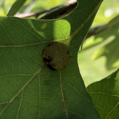 Acraspis pezomachoides