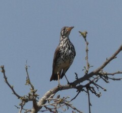 Turdus litsitsirupa