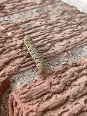Euscirrhopterus gloveri