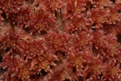 Sphagnum rubellum