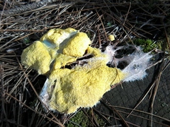 Fuligo septica