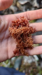 Sphagnum rubellum