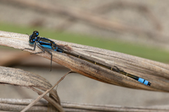 Ischnura heterosticta