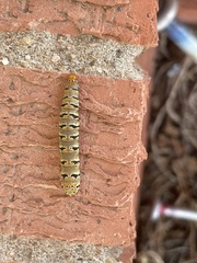 Euscirrhopterus gloveri