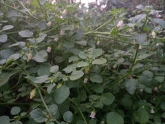 Salpichroa origanifolia