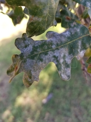 Erysiphe alphitoides