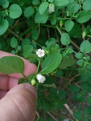 Salpichroa origanifolia