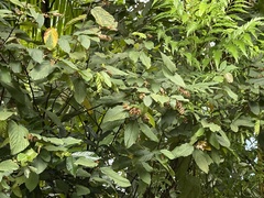 Flemingia strobilifera