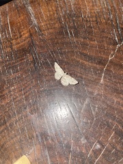 Melanolophia signataria