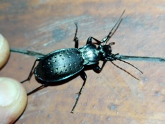 Carabus hortensis