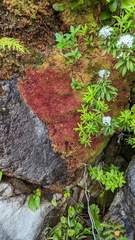 Sphagnum rubellum