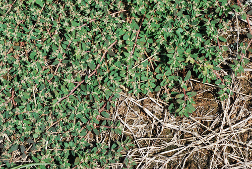 Euphorbia maculata