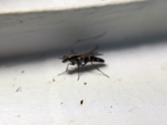 Ozodiceromyia